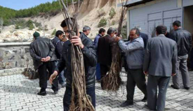 17 bin ceviz fidanı dağıtıldı