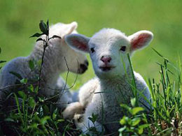 2011 yılı koyun-keçi desteklemeleri başladı