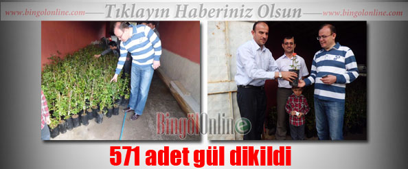 571 adet gül dikildi