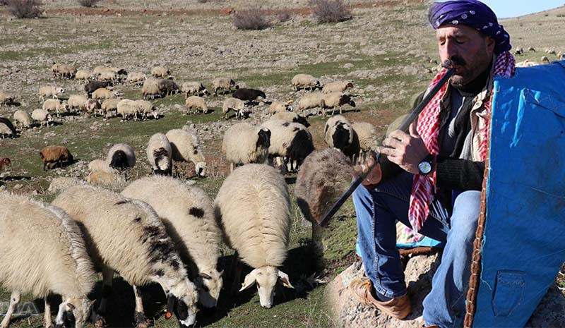 Çobanların yayla sevinci