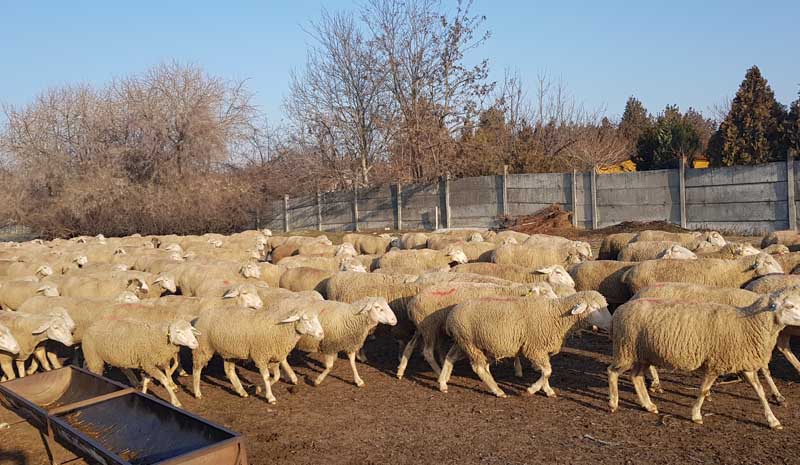 5 bin küçükbaş hayvan sevki yapıldı