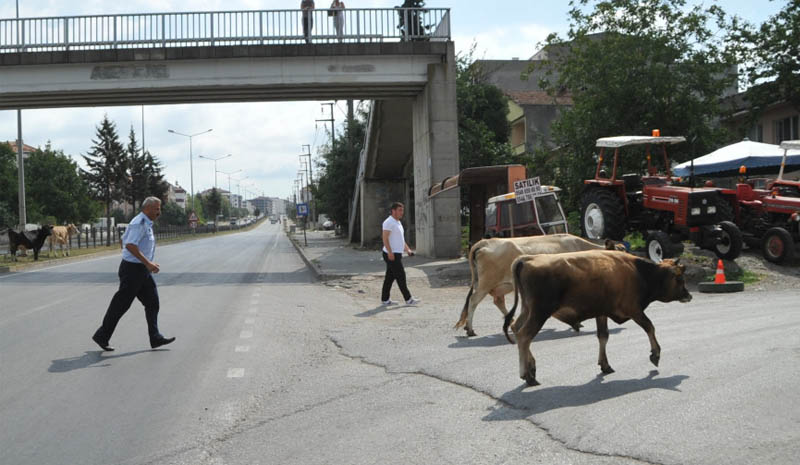 Başıboş hayvanlar sahibine ceza!