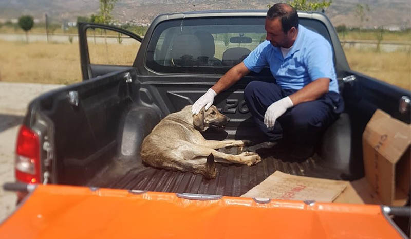 Felçli köpek tedavi altına alındı