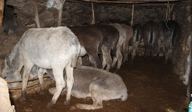 Vicdansızlar sokağa attı belediye sahip çıktı!