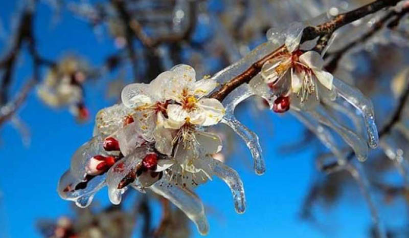 Meteorolojiden 4 il için zirai don uyarısı