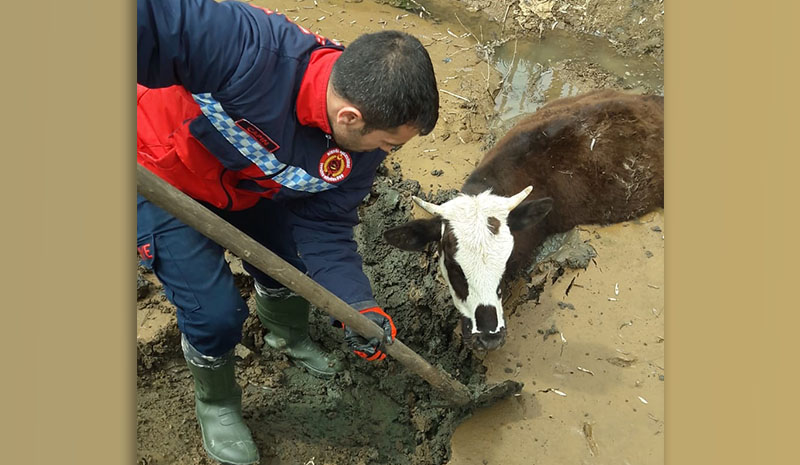 Çamura Batan İnek Kurtarıldı