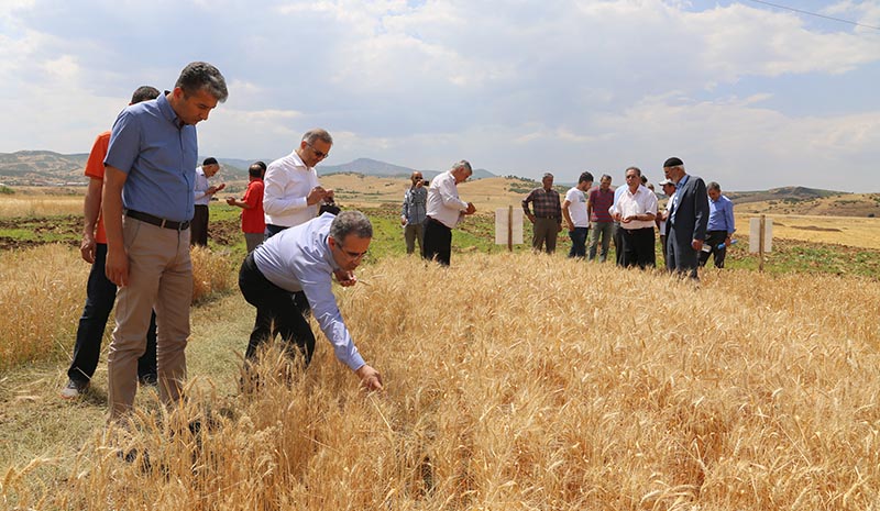 Ata tohumları yeniden hayat bulacak