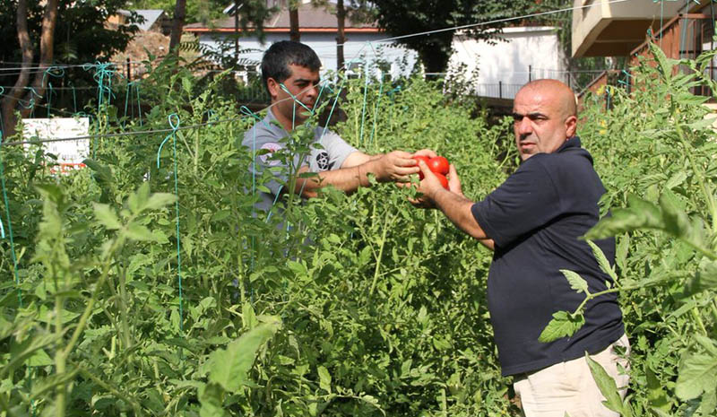 Yerli tohumda ilk hasat yapıldı