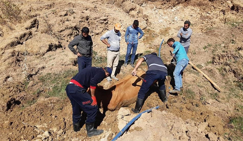 Bataklığa saplanan inek kurtarıldı