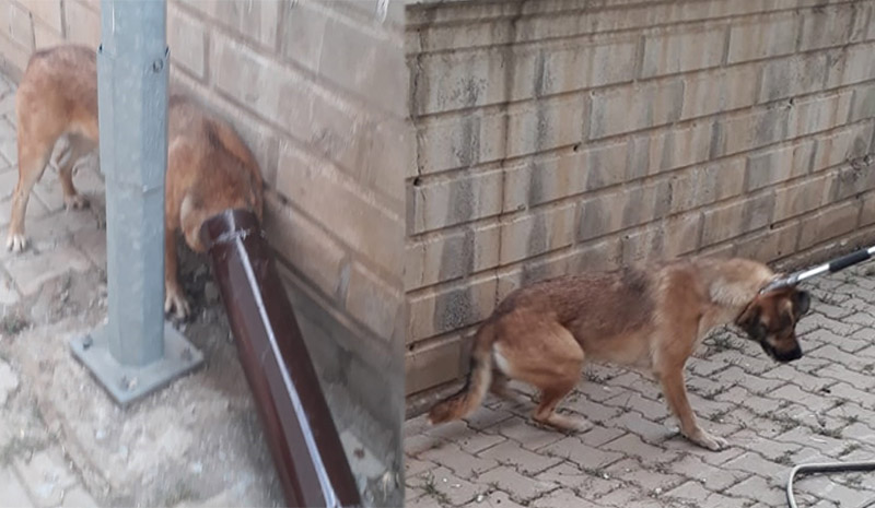 Kafası soba borusuna sıkışan köpek kurtarıldı