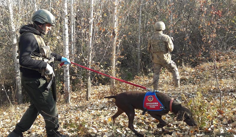 Araziye gizlenen esrarı narkotik köpekleri buldu