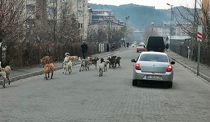 Çocuklar korkuyor, çözüm bulunsun