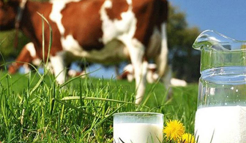 Süt destekleme ödemeleri yapılacak