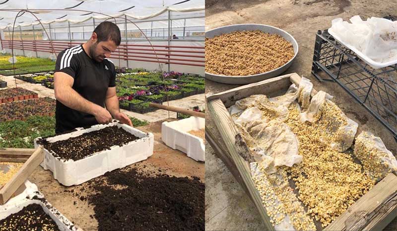 Yerli tohumla fide üretimi başladı