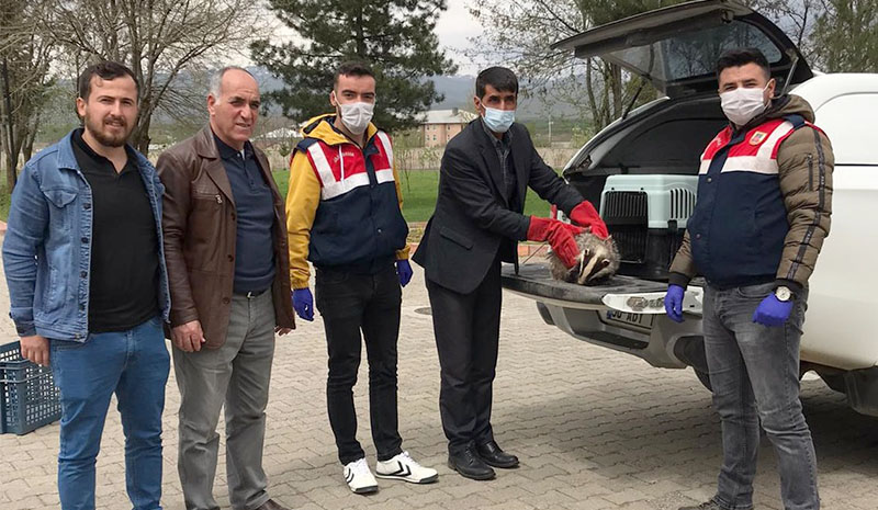 Yaralı porsuk, tedavi altına alındı