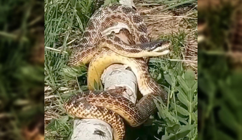 Bingöl`de görülen devasa yılan korkuttu