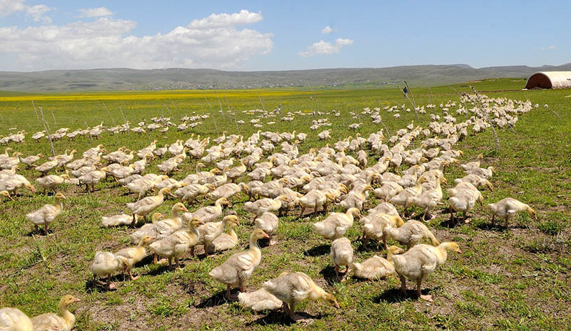 Tıraştan kazandı, kaz çiftliği kurdu