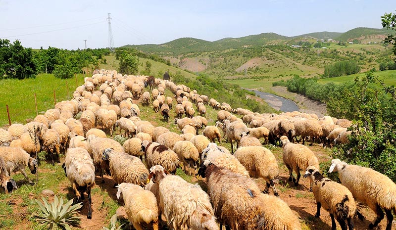 Göçerlerin zorlu yayla yolculuğu sürüyor