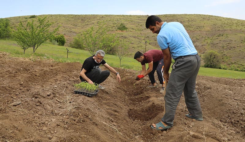 Çiftçinin yüzü, yerli `Guldar` ve `Dodan` fideleriyle gülecek