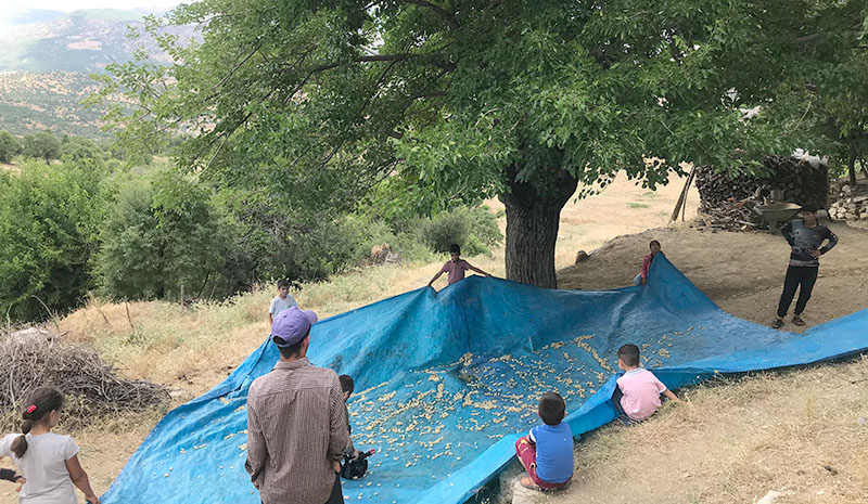 Dutun pekmeze dönüşen tatlı yolculuğu başladı