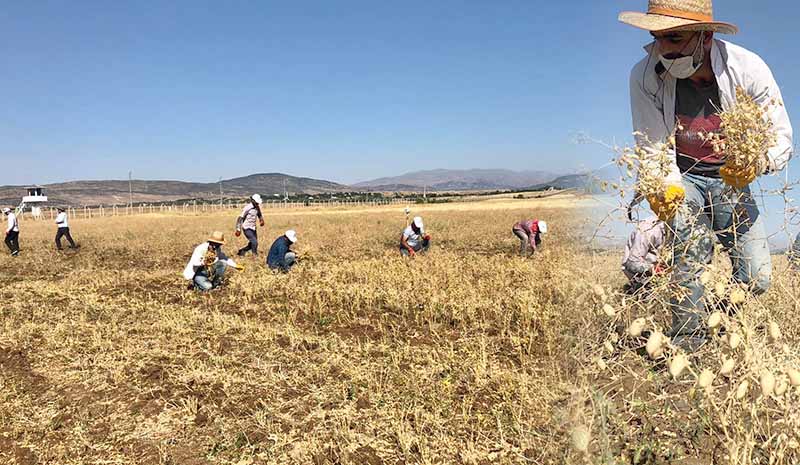 İhtiyaç sahipleri için ekmişlerdi, 3 ton hasat elde ettiler