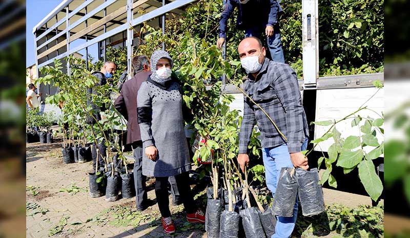 13 Bin Ceviz Fidanı Üreticilere Dağıtıldı