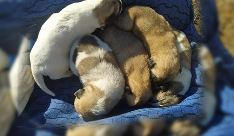 Yavru köpeklere imam sahip çıktı