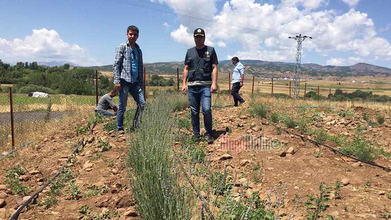 Hibeyle ekilen lavanta çay ve yağ olarak işlenecek