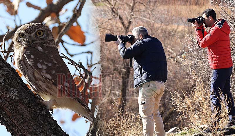 Baykuşlar fotoğrafçıların ilgi odağı oldu