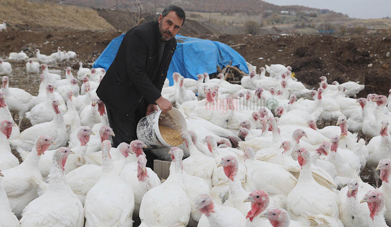 Hindi üreticisi, salgına rağmen umutlu!