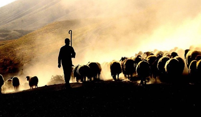 Hayvancılık destek ödemeleri bugün başlıyor