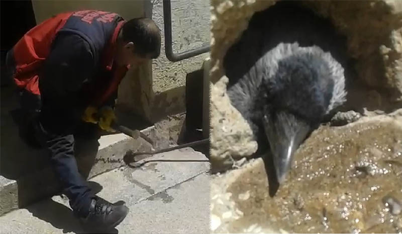 Kediden kaçan karga su giderine sıkıştı, itfaiye kurtardı