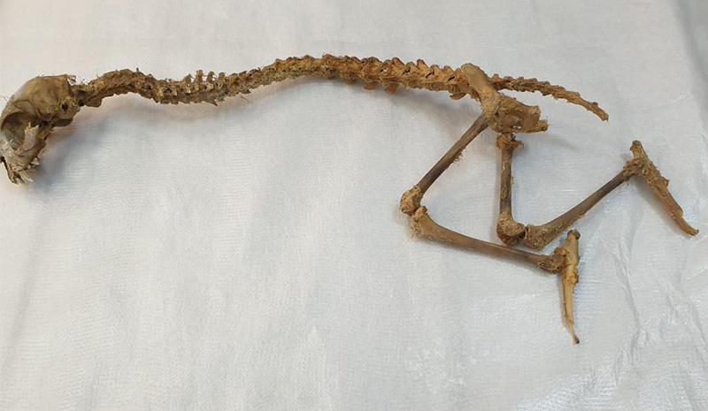 İskeletin sırrı çözüldü: Yaban kedisi çıktı