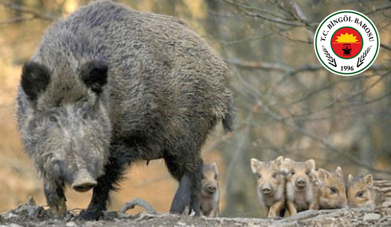 Bingöl Barosu, yaban domuzu av kararının iptal edilmesini talep etti