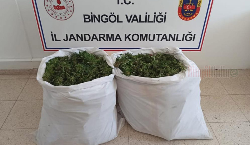 Bin 473 kök kenevir ile 23 kilo skunk ele geçirildi