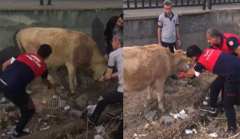 Tellere takılan inek kurtarıldı