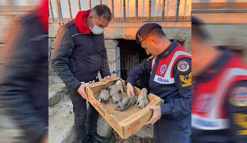 Anne ve 8 yavru köpeği jandarma kurtardı