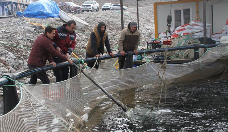 Özlücede balık hasadı, yurt dışına ihraç ediliyor!