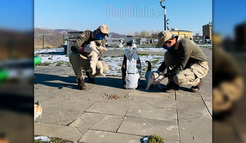 Sokaktaki canlara mama bıraktılar