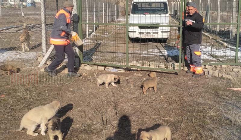 Köpekler barınağa yerleştirildi