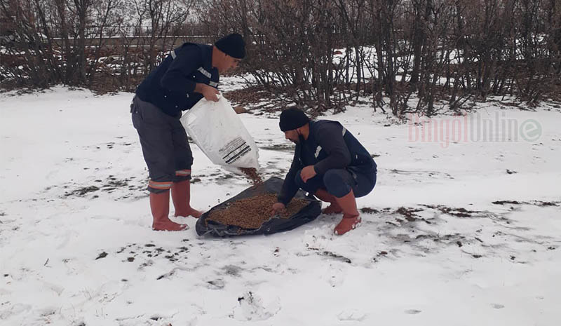 Bingöl Belediyesi, sokak hayvanlarına mama bıraktı