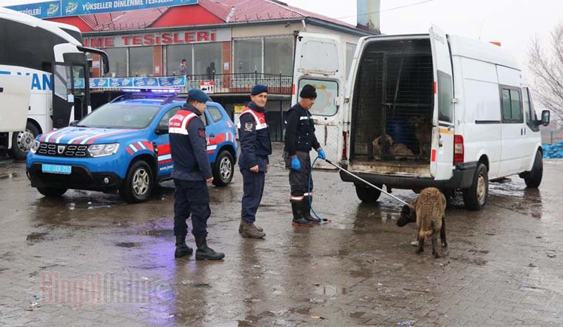 Sahipsiz Hayvanlar, Barınağa Bırakıldı