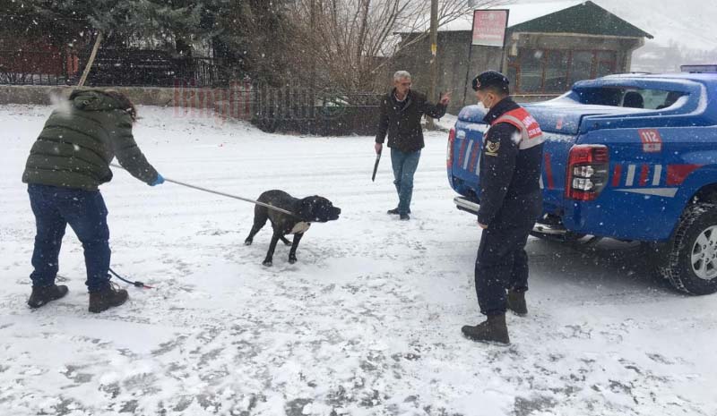 Pitbull cinsi köpek yakalanarak barınağa götürüldü