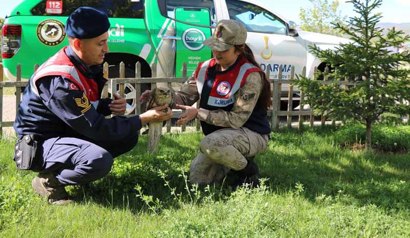 Yaralı bulunan şahin tedavi altına alındı