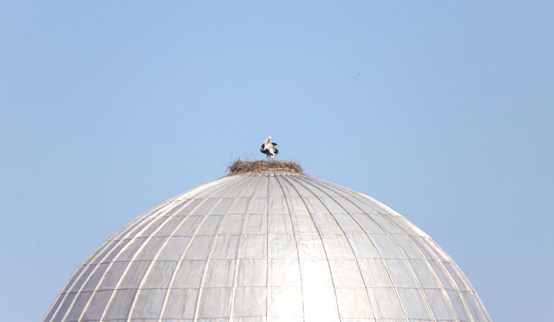 Leylek, yavru ve yumurtaları Kars`a gönderildi