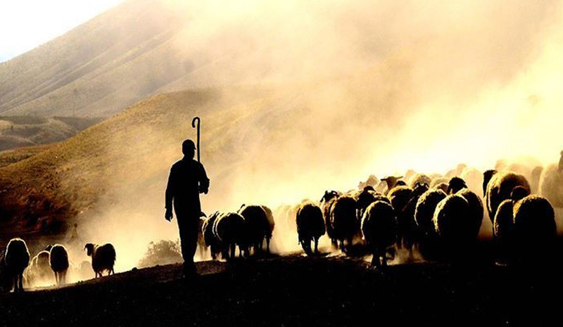 Çobanlık kursu düzenlenecek