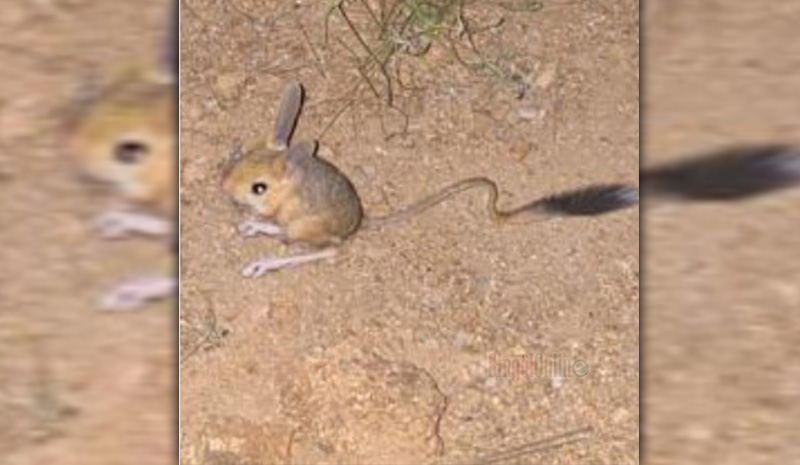 IUCN`nin `kırmızı` listesinde bulunan Arap tavşanı görüldü