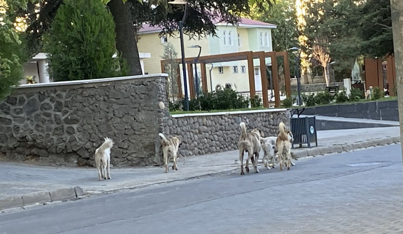 Genç`te sokak köpekleri korku salıyor!