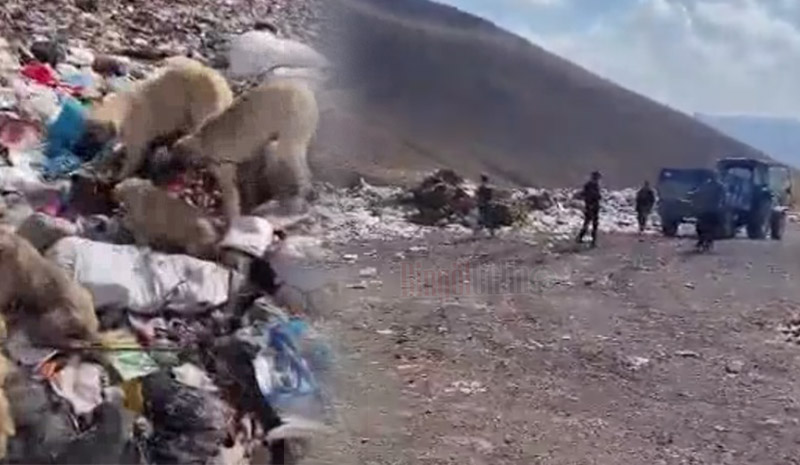 Çöplüğe atılan köpeklerle ilgili inceleme başlatıldı