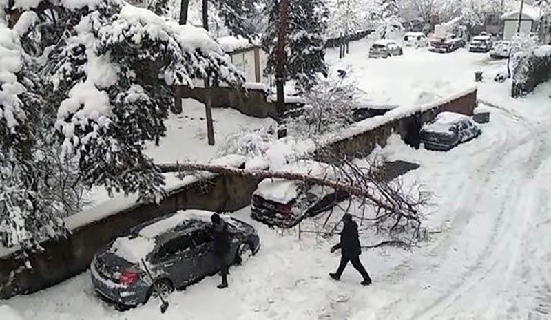 Ağaç, park halindeki aracın üzerine düştü